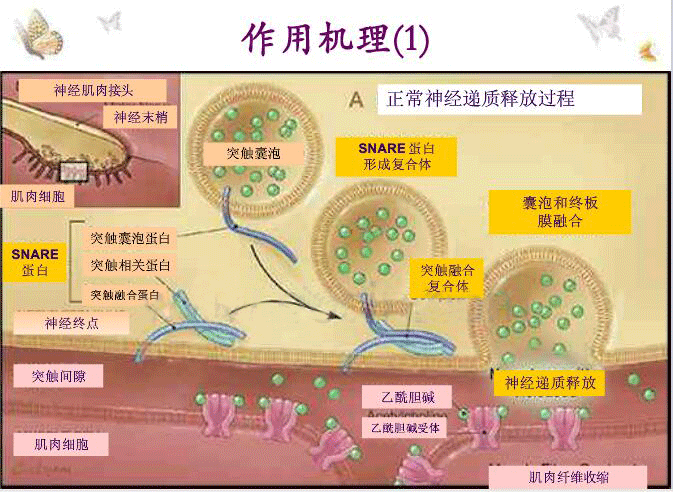 正常的神经递质释放过程示意图
