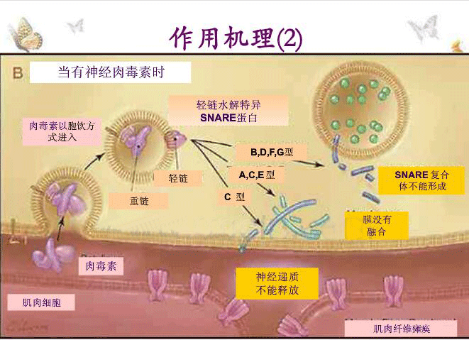 如瘦脸针的作用机理示意图