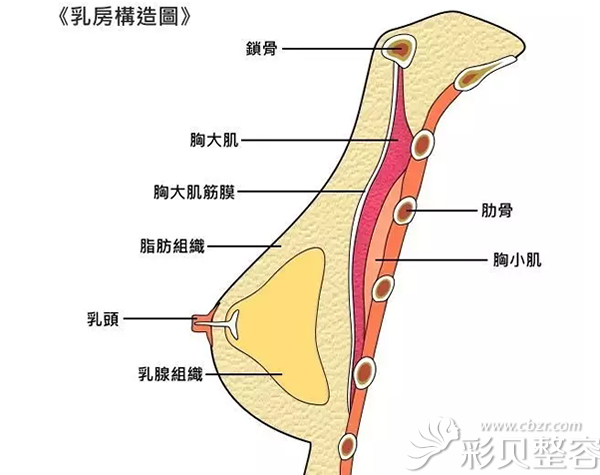 乳房构造图