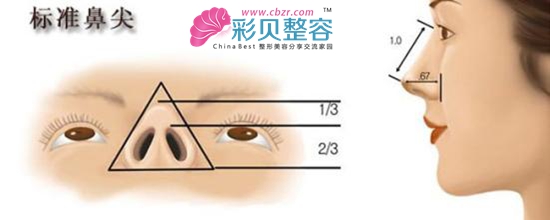 标准鼻尖