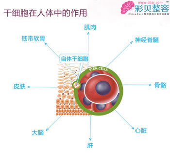 对抗衰老要靠移植的三大功效