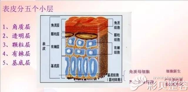 北京柏丽张继平现场用模型为你演示