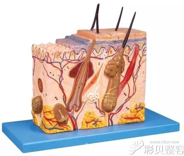 北京柏丽张继平现场用模型为你演示