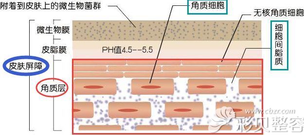 那么皮肤损伤到底是怎么样形成的呢 那么皮肤损伤到底是怎么样形成的呢