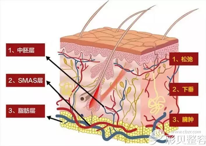 皮肤层次结构图