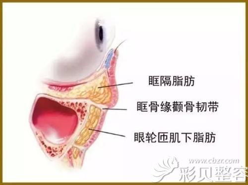 眶隔脂肪的位置