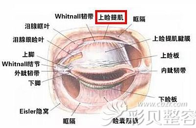 上睑提肌位于眼部的位置