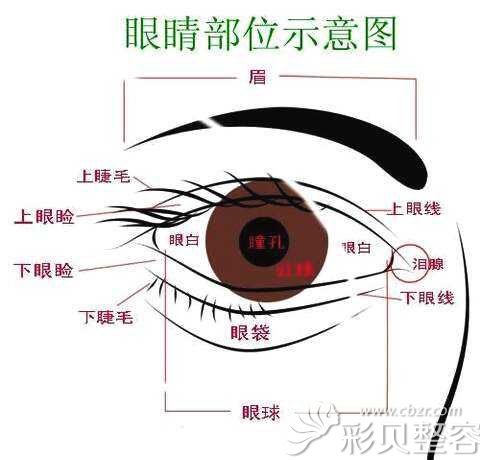 性改善因年龄增加导致的皮肤松弛下垂,眼部形态不佳,肿眼泡等眼部问题