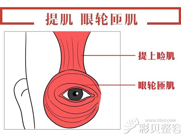 从事整形行业许久,擅长双眼皮方面的各项手术.