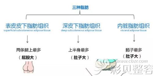 集美整形医生曾思凯说肠系膜脂肪危害身体健康