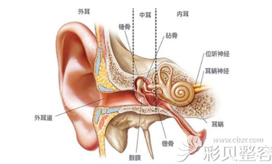 耳朵构造原理示意图
