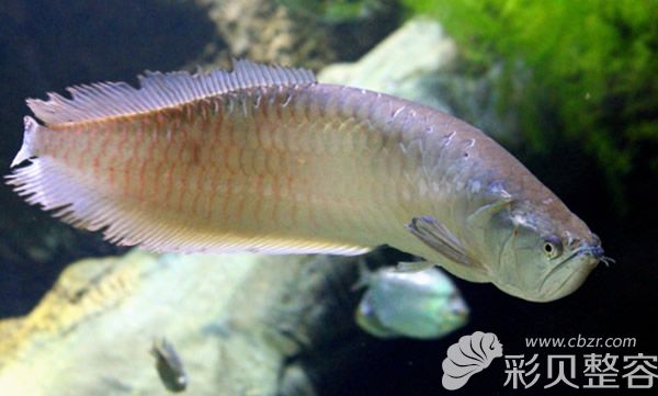 龙鱼眼睛整容千元一次