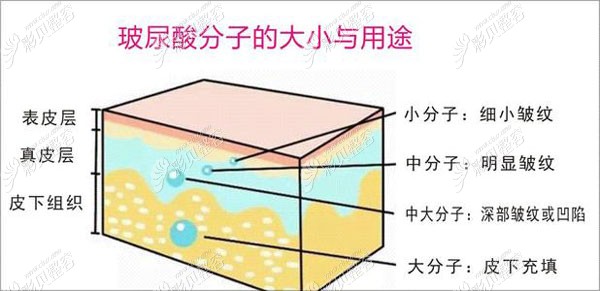 玻尿酸分子的大小与用途