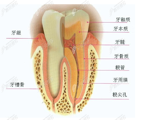 牙齿结构图