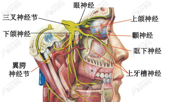穿颧穿翼种植失败现象中,一般损伤神经是比较多的