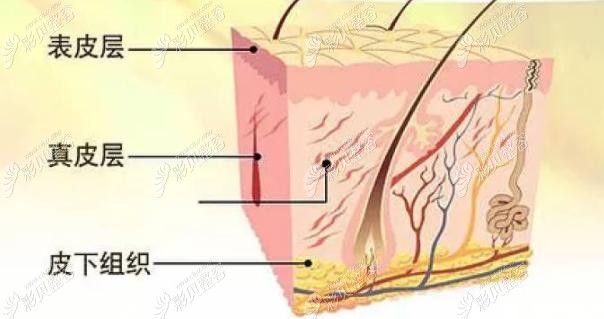 速拉美和V美减龄作用层次不同 速拉美和V美减龄作用层次不同