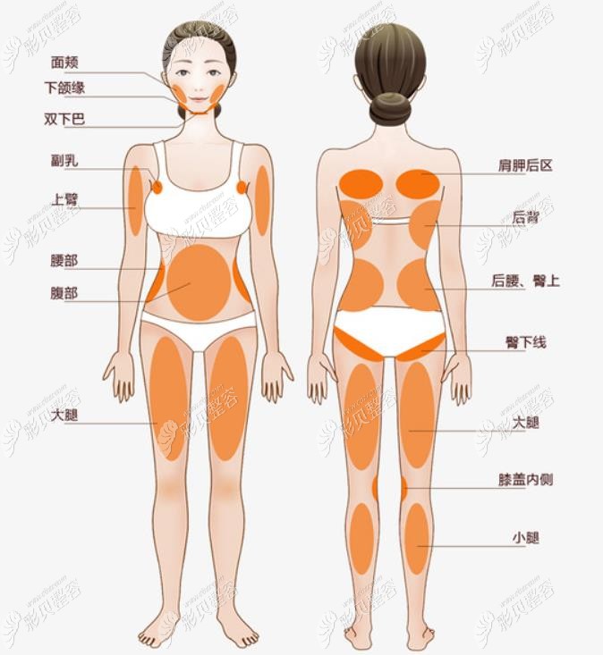 人体结构图腰的位置图图片
