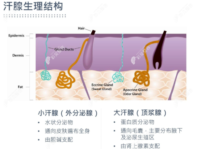 微波治腋臭复发率太高了?狐臭微波手术会复发吗取决于这点
