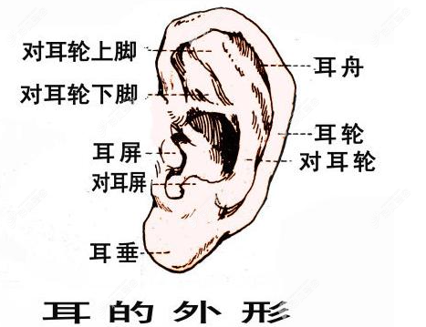 不需要做小耳畸形再造的正常耳朵