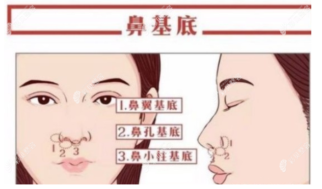 鼻基底的部位
