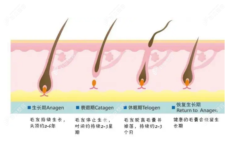 头发生长周期示意图解