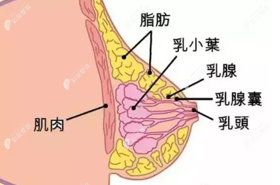 乳腺有结节能做脂肪填充丰胸吗,脂肪丰胸前结节需要去除吗
