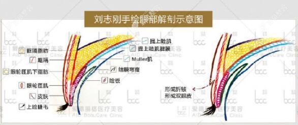 刘志刚做眼修复介绍
