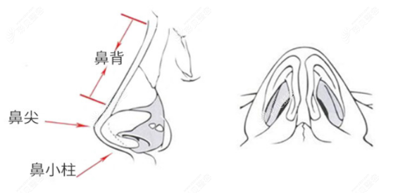 肋骨鼻综合一般多少钱左右,全/半肋骨鼻综合大概价位不同
